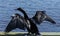 American Anhinga Drying Wings