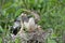 American Anhinga Nest