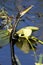 American Anhinga Surfacing