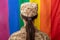 American army female soldier in USA military digital pattern uniform, looking at lgbt flag