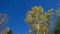 American Aspen Trees Against Blue Sky with Leaves Falling