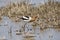 American Avocet