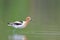 American avocet