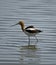 American Avocet