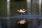 American Avocet bird