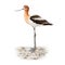 American avocet bird on pebble shore. Watercolor illustration. Realistic detailed Recurvirostra americana avian. Shore