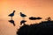 American avocet birds at sunset in the tidal marshes of Alviso, Don Edwards San Francisco Bay National Wildlife Refuge, San Jose,