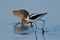 An American Avocet and a curlew picking up lunch from shallow water