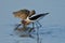 An American Avocet and a curlew picking up lunch from shallow water