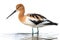 American Avocet, a distinctive wading bird found in North America.