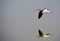 American Avocet in Flight