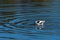 American Avocet with its head submerged as it searches for food