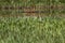 American Avocet in marsh grasses in Alamosa National Wildlife Refuge in southern Colorado