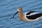 An American Avocet picking up lunch from shallow water