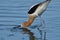 An American Avocet picking up lunch from shallow water