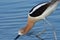 An American Avocet picking up lunch from shallow water