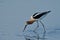 An American Avocet picking up lunch from shallow water