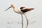 American Avocet (Recurvirostra americana)