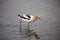 American Avocet - Recurvirostra americana