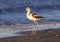 American avocet (Recurvirostra americana) on the beach at sunset