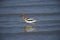 American Avocet Recurvirostra americana foraging along Lake