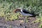 American Avocet & x28;Recurvirostra americana& x29; Oregon USA