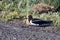 American Avocet & x28;Recurvirostra americana& x29; Oregon USA