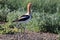 American Avocet & x28;Recurvirostra americana& x29; Oregon USA