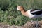 American Avocet & x28;Recurvirostra americana& x29; Oregon USA