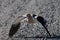 American Avocet & x28;Recurvirostra americana& x29; Oregon USA