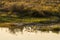 American Avocet Recurvirostra Americana In Sandwash Basin, Colorado