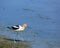 American Avocet with Room for Text