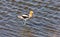 American Avocet Saskatchewan