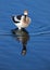 American Avocet Saskatchewan