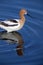 American Avocet Saskatchewan