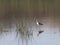 An American Avocet wading in marsh water.