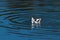 American Avocet with water dripping from its long curved beak