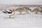 American Avocet and Willets