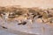 American Avocets