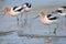 American Avocets