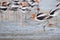 American Avocets