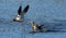 American Avocets