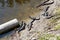 American baby alligators in Florida Wetland. Everglades National Park in USA. Little gators.