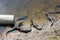 American baby alligators in Florida Wetland. Everglades National Park in USA. Little gators.