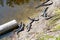 American baby alligators in Florida Wetland. Everglades National Park in USA. Little gators.