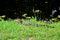 American Baby Alligators Lying in the Grass