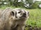 American Badger