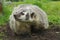 American Badger