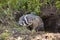 American Badger