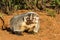 American Badger